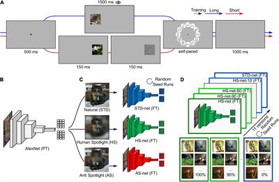 Guiding visual attention in deep convolutional neural networks based on human eye movements